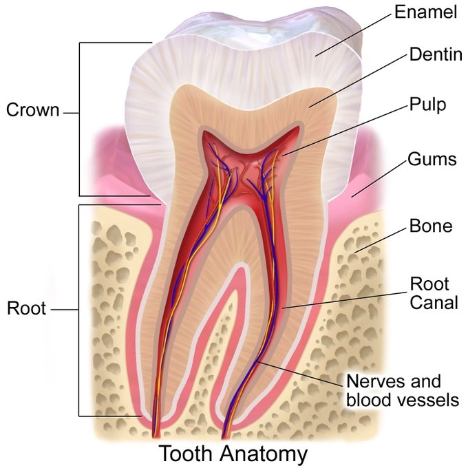 Tooth anatomy